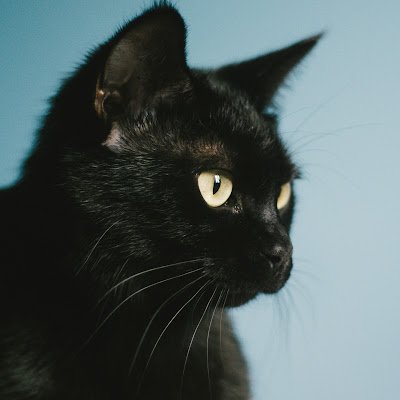 黒猫