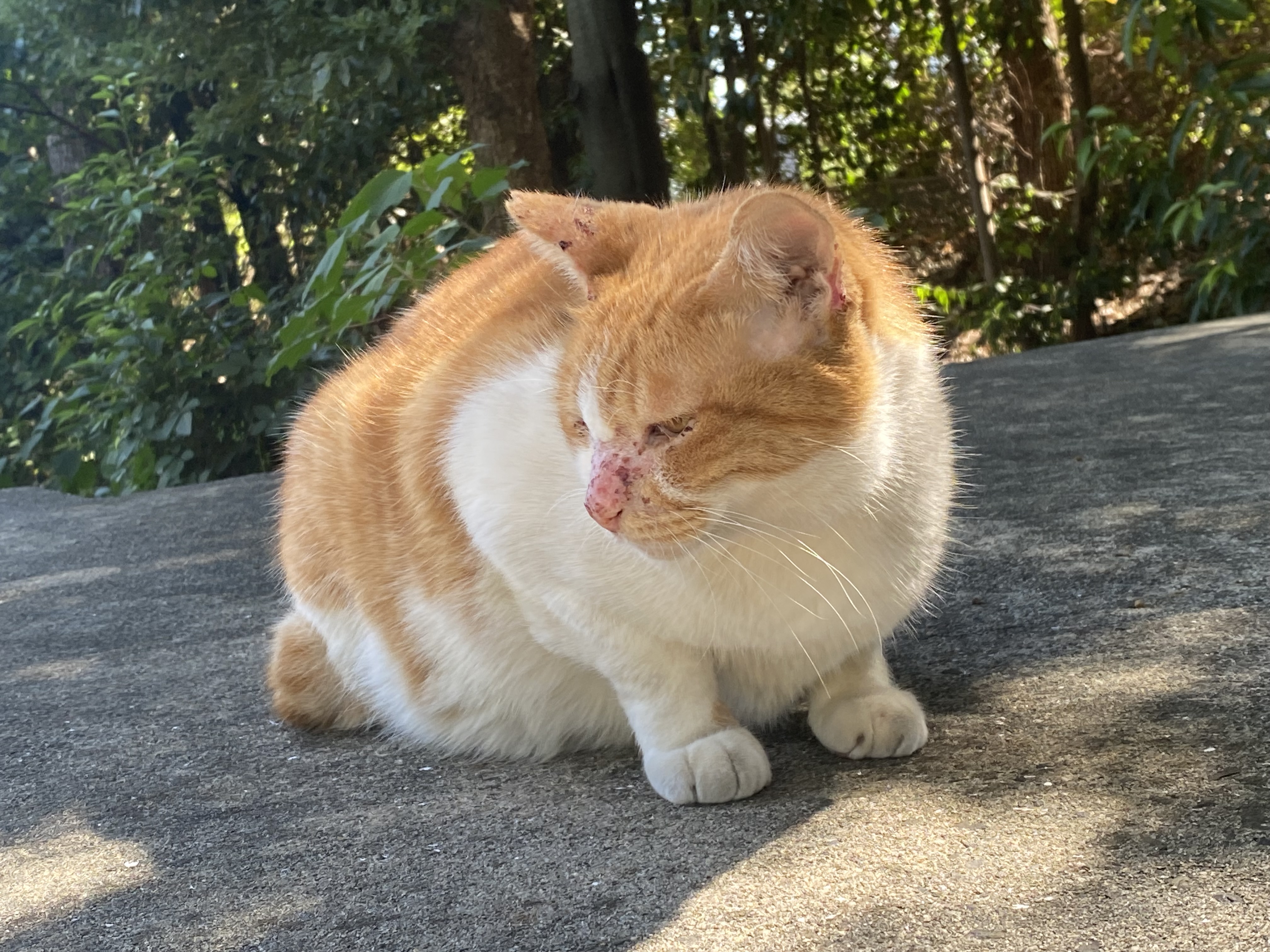 さくやのアイコン