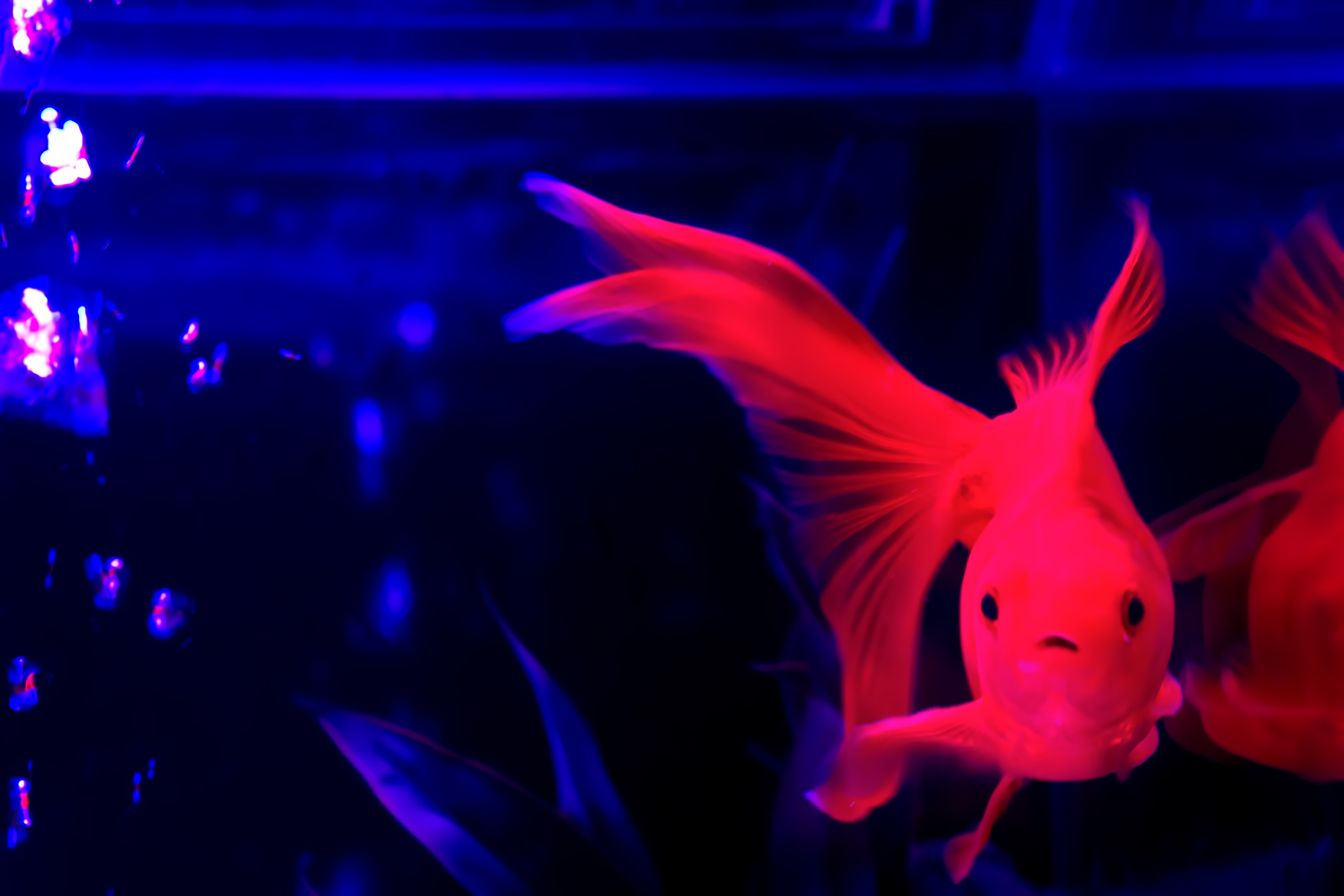 金魚鉢