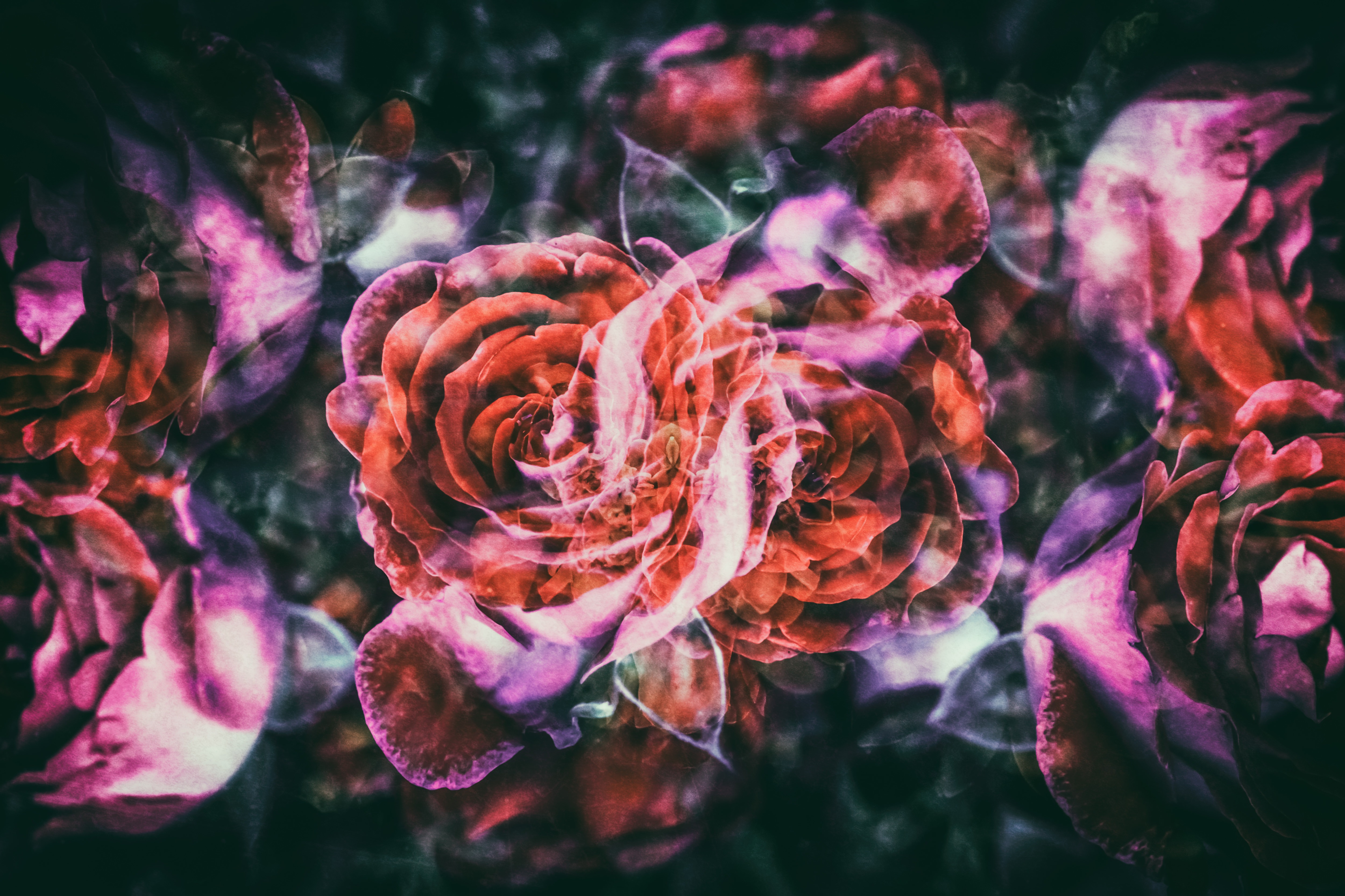 紅染薔薇