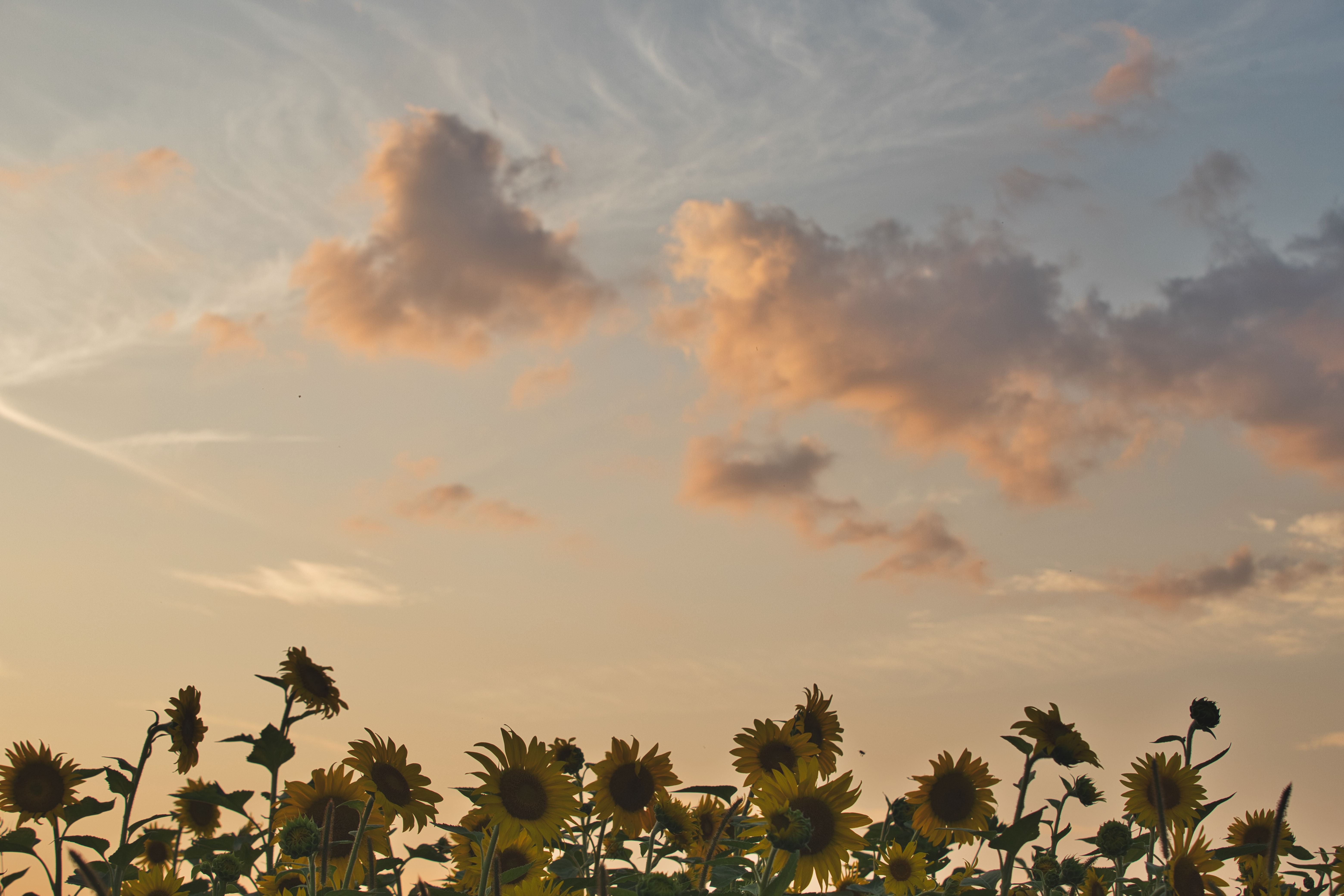 叶わぬ恋と知りながら…