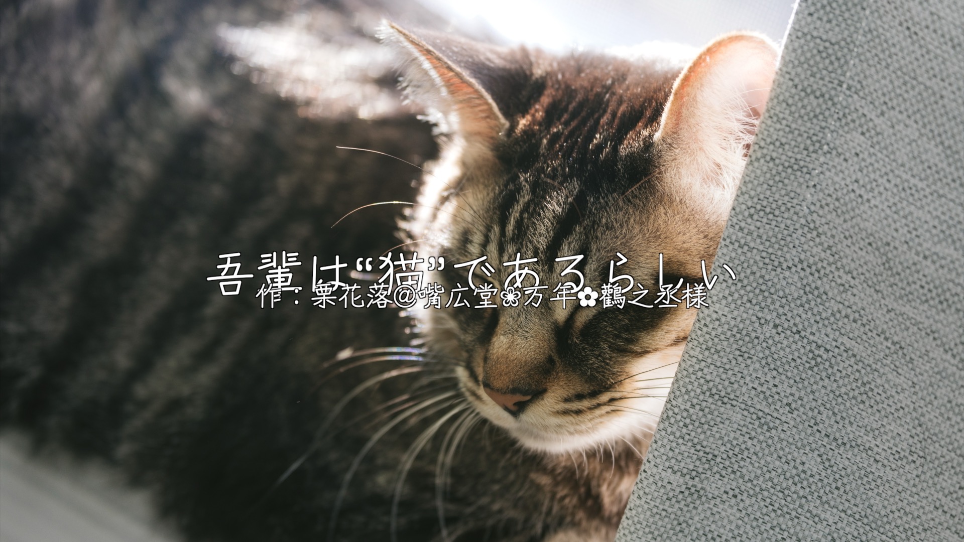 吾輩は“猫”であるらしい