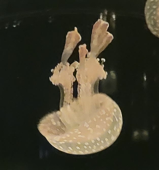 【こえぼ×Vポチッ！】おはよう（起床サポート） （cobone）